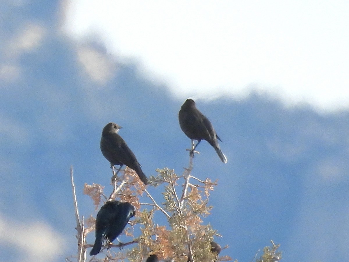 Brewer's Blackbird - ML650650746