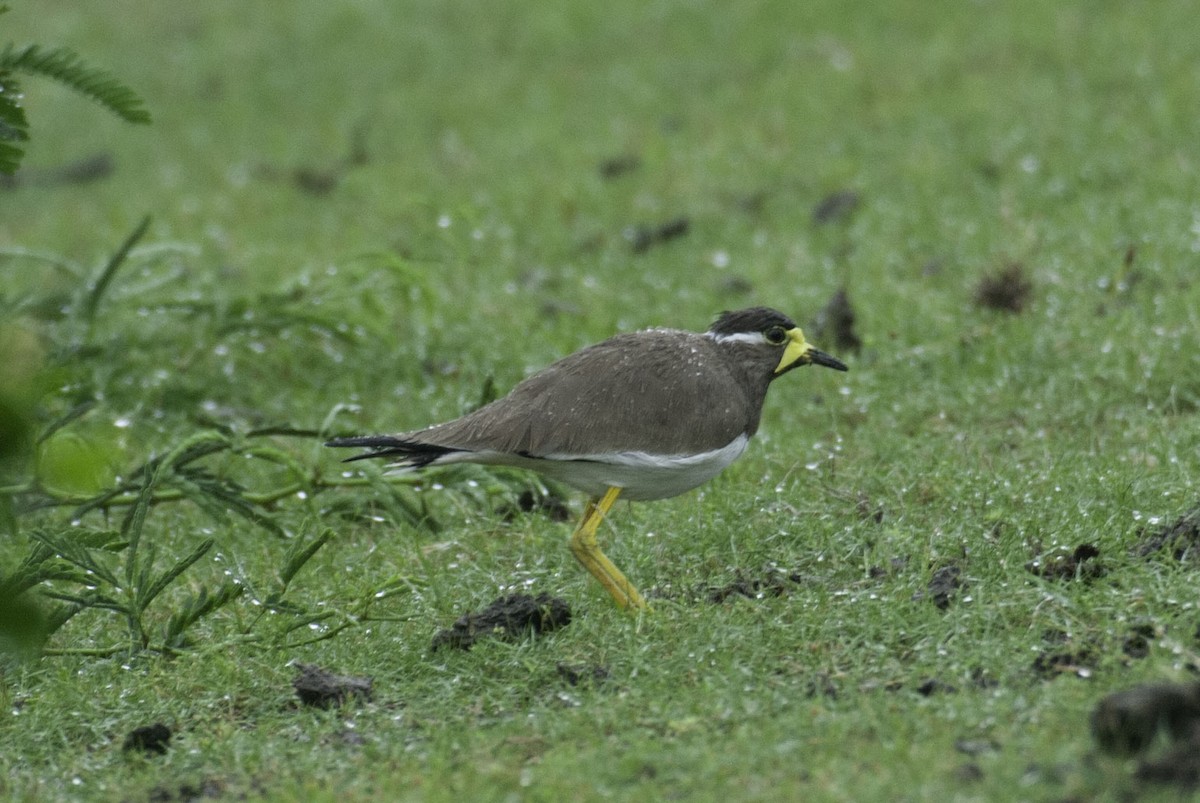 Yellow-wattled Lapwing - ML650650748