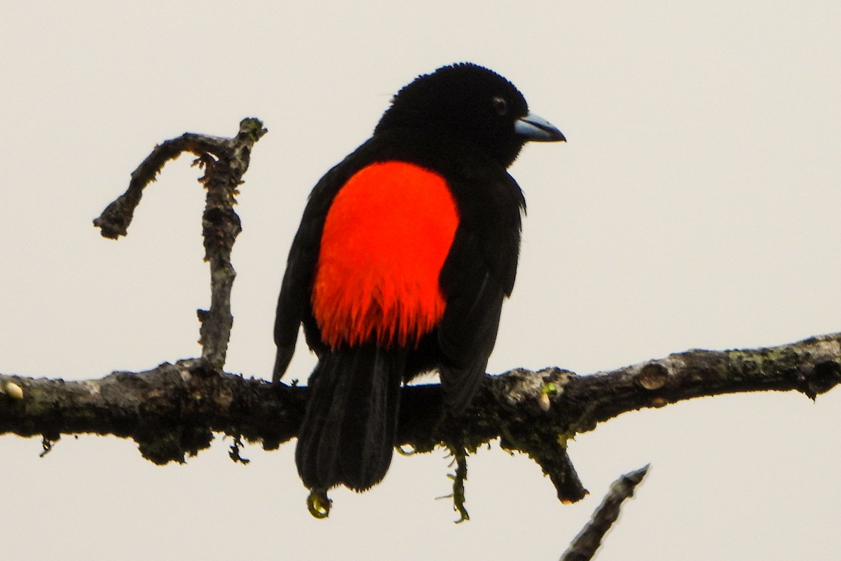 Scarlet-rumped Tanager - ML650650751