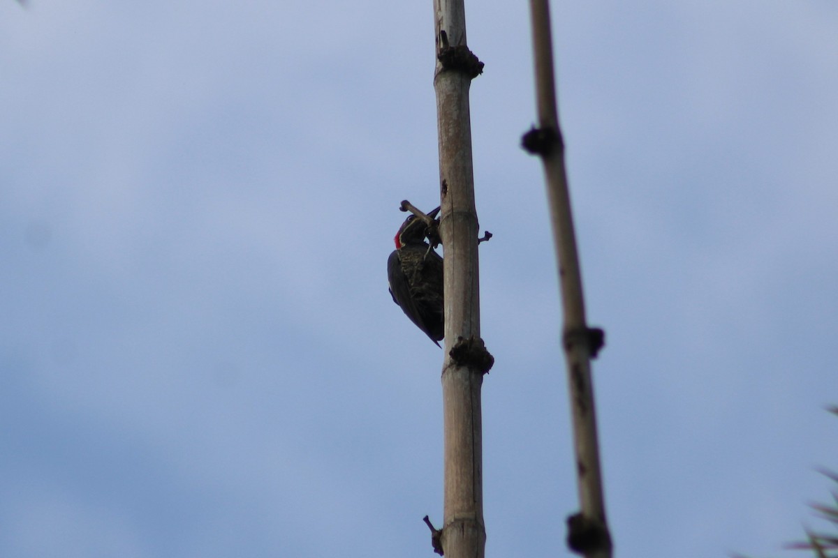 Lineated Woodpecker - ML650650754