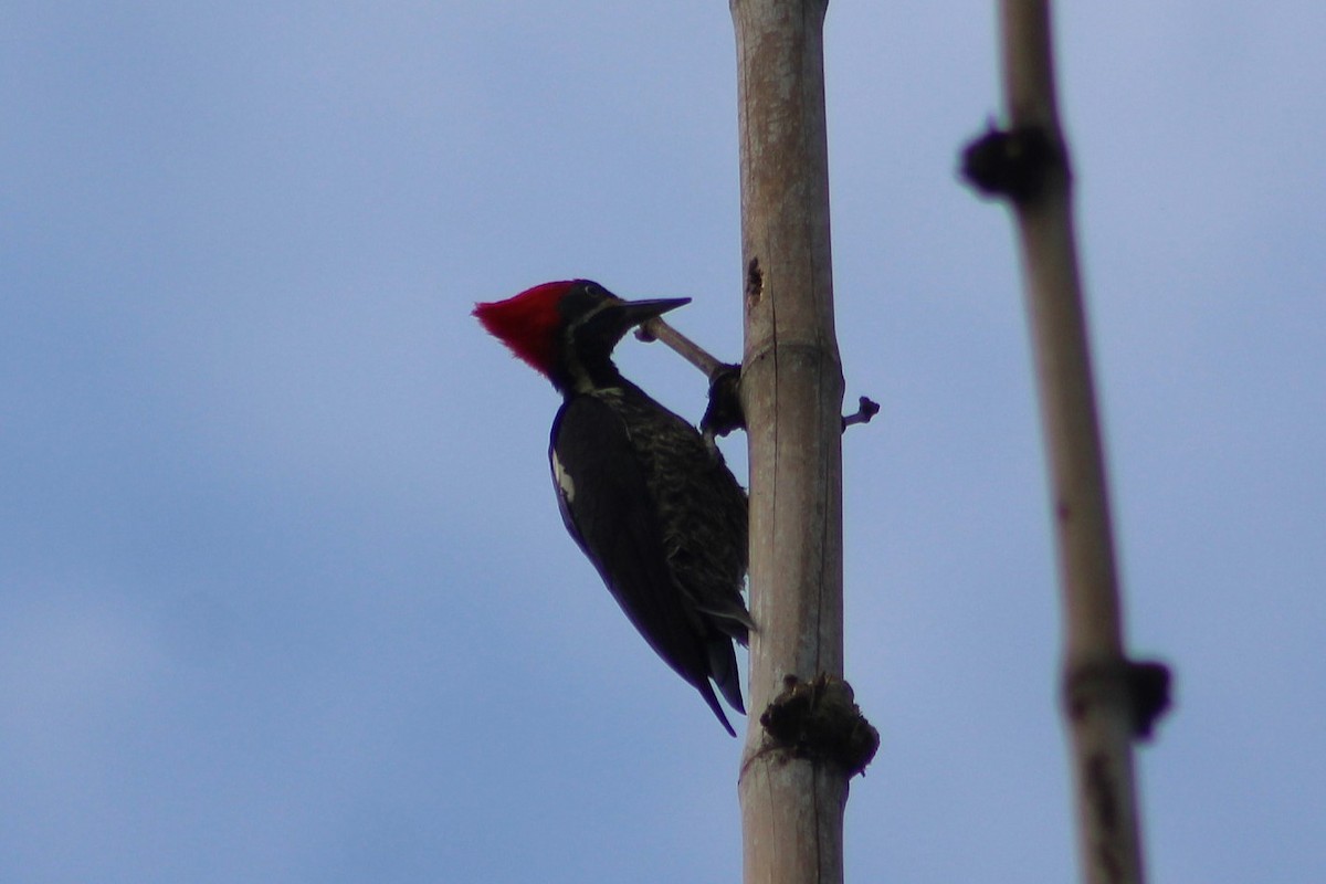Lineated Woodpecker - ML650650755