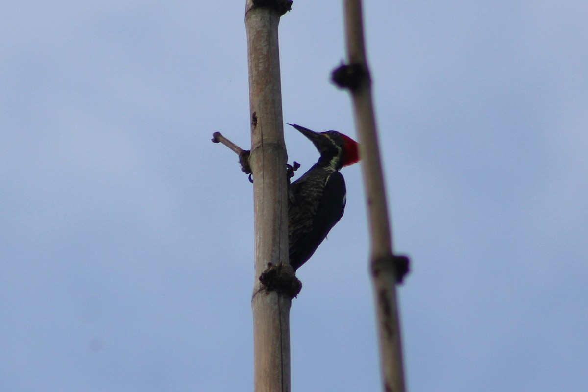 Lineated Woodpecker - ML650650756
