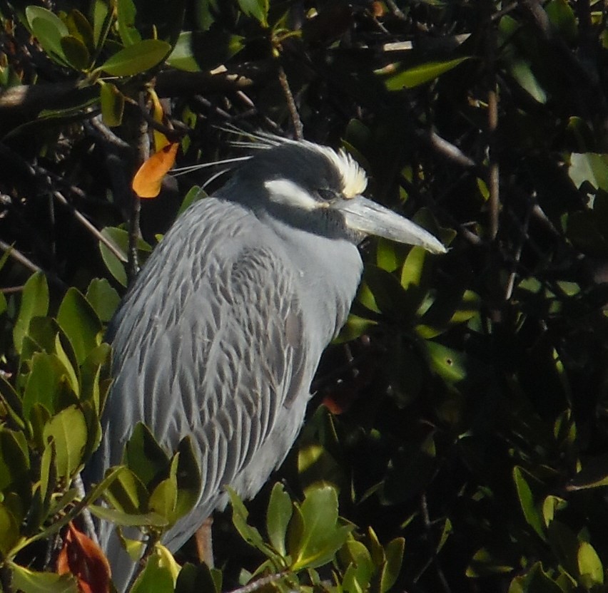 Yellow-crowned Night Heron - ML650650757