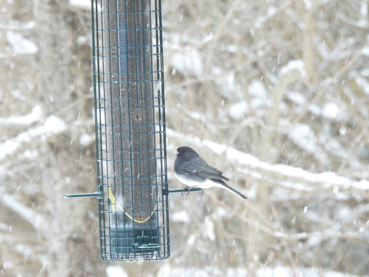 Dark-eyed Junco - ML650650758