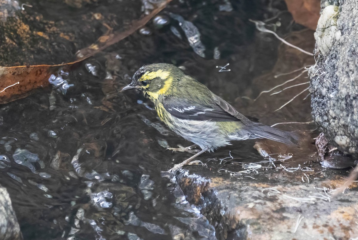 Townsend's Warbler - ML650650760