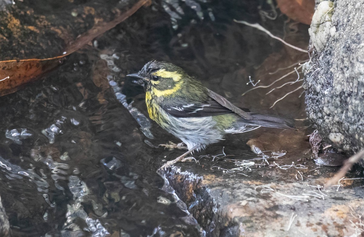 Townsend's Warbler - ML650650761