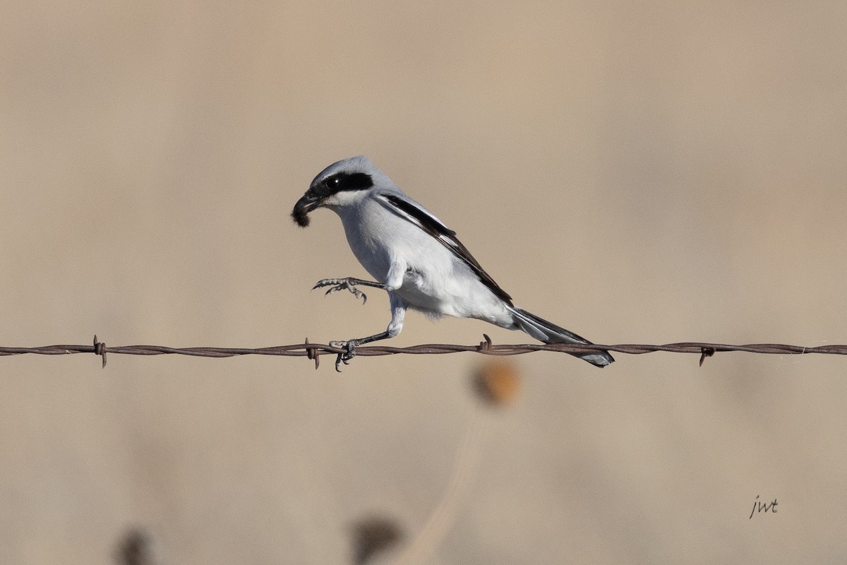 Loggerhead Shrike - ML650650763