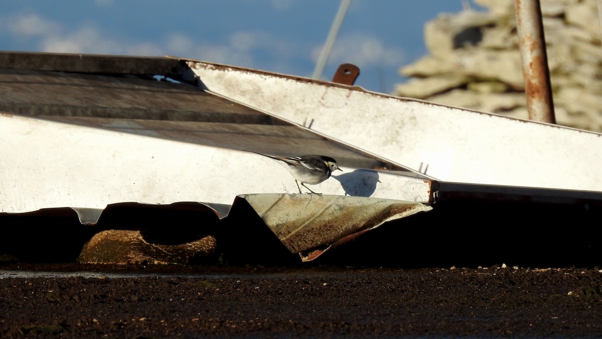 Buztanikara zuria (alba/dukhunensis) - ML650650765