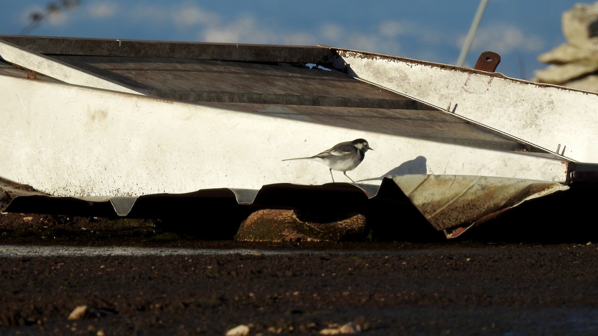 Buztanikara zuria (alba/dukhunensis) - ML650650766