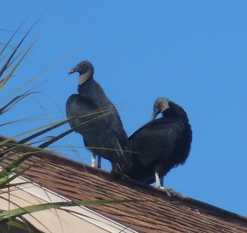 Zopilote beltza - ML650650773