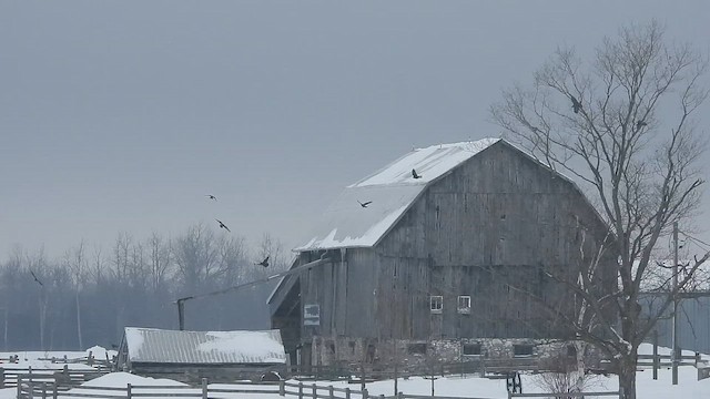 Common Raven - ML650650951