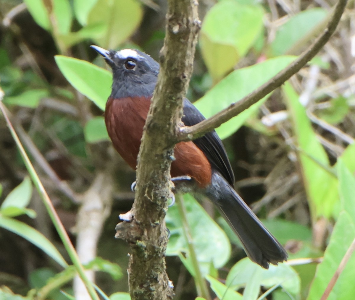 Chestnut-bellied Chat-Tyrant - ML650651301