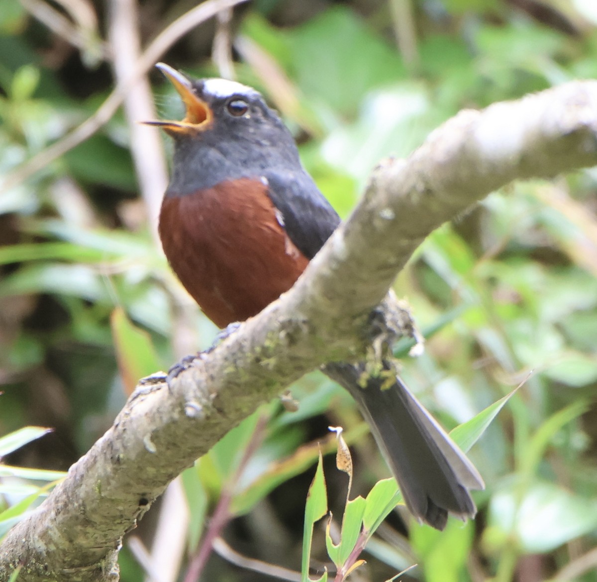 Chestnut-bellied Chat-Tyrant - ML650651302