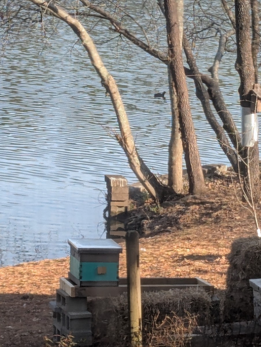 American Coot - ML650651448