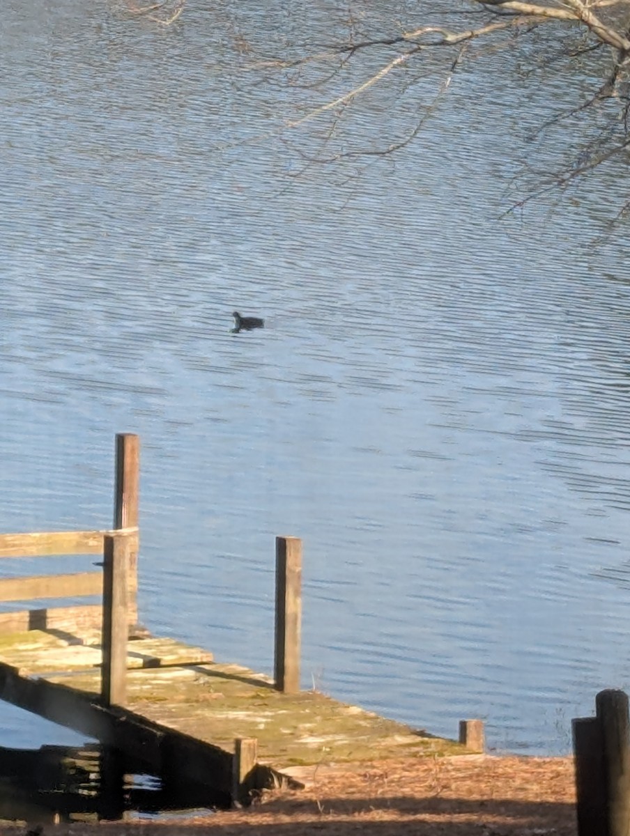 American Coot - ML650651455