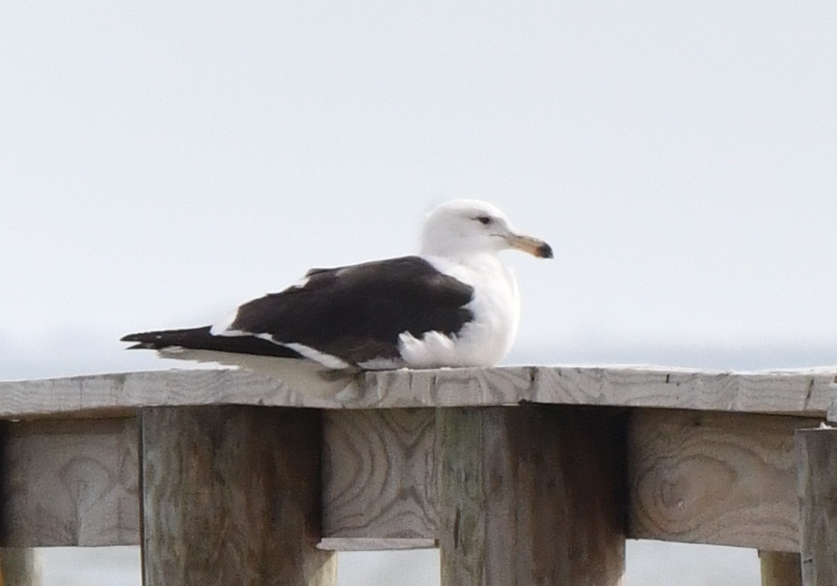 Kelp Gull - ML650651600