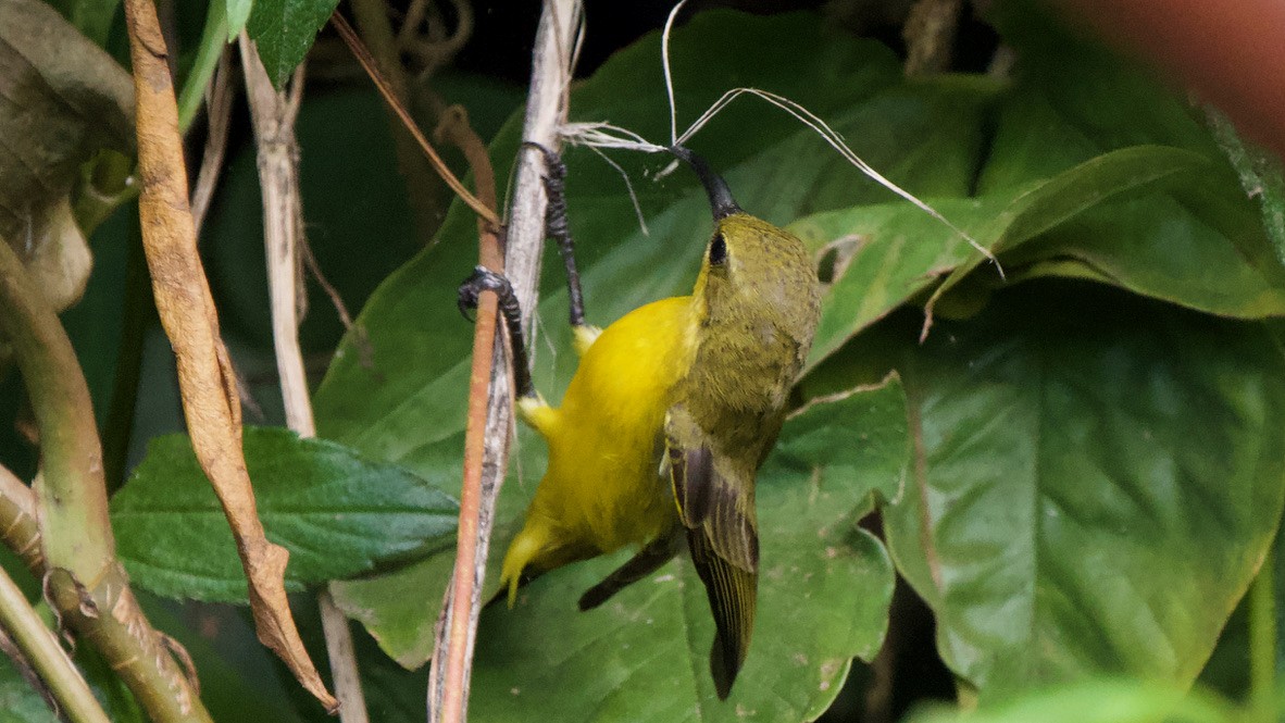 Sahul Sunbird - ML650651733