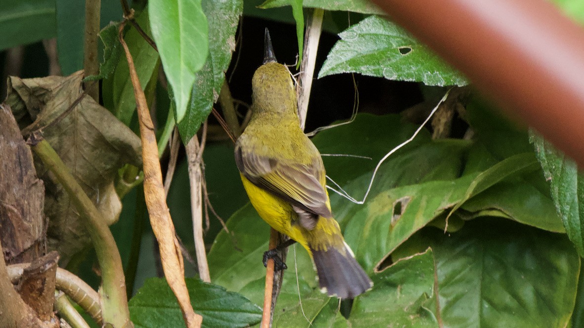 Sahul Sunbird - ML650651734