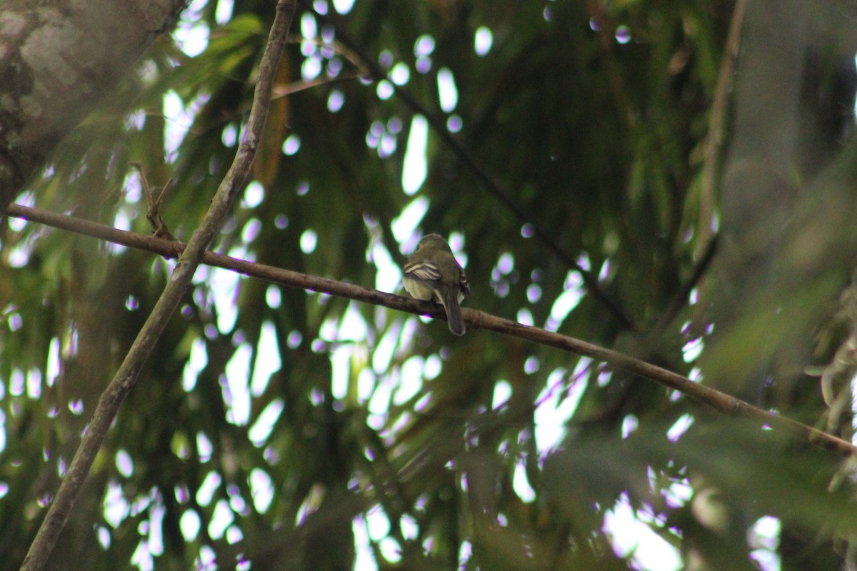 Acadian Flycatcher - ML650651844