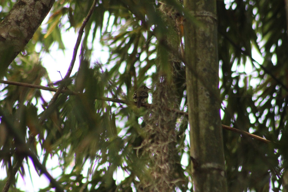 Acadian Flycatcher - ML650651845