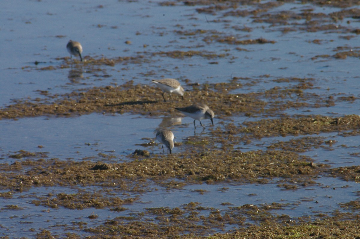 Bergstrandläufer - ML650651944