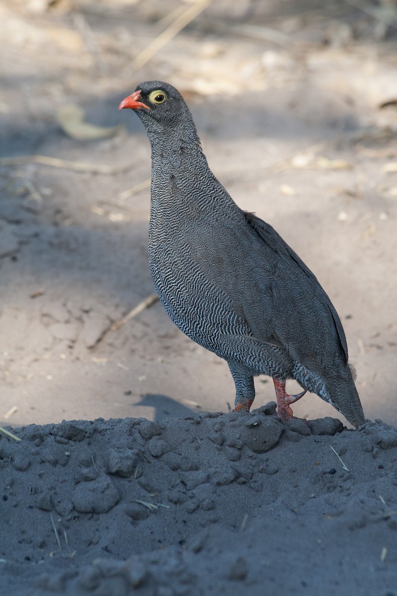Red-billed Spurfowl - ML650651993