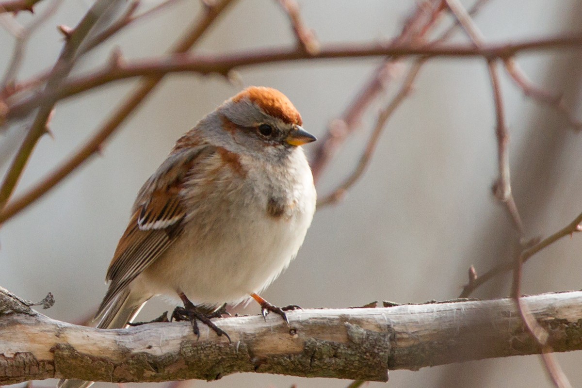 American Tree Sparrow - ML65065211