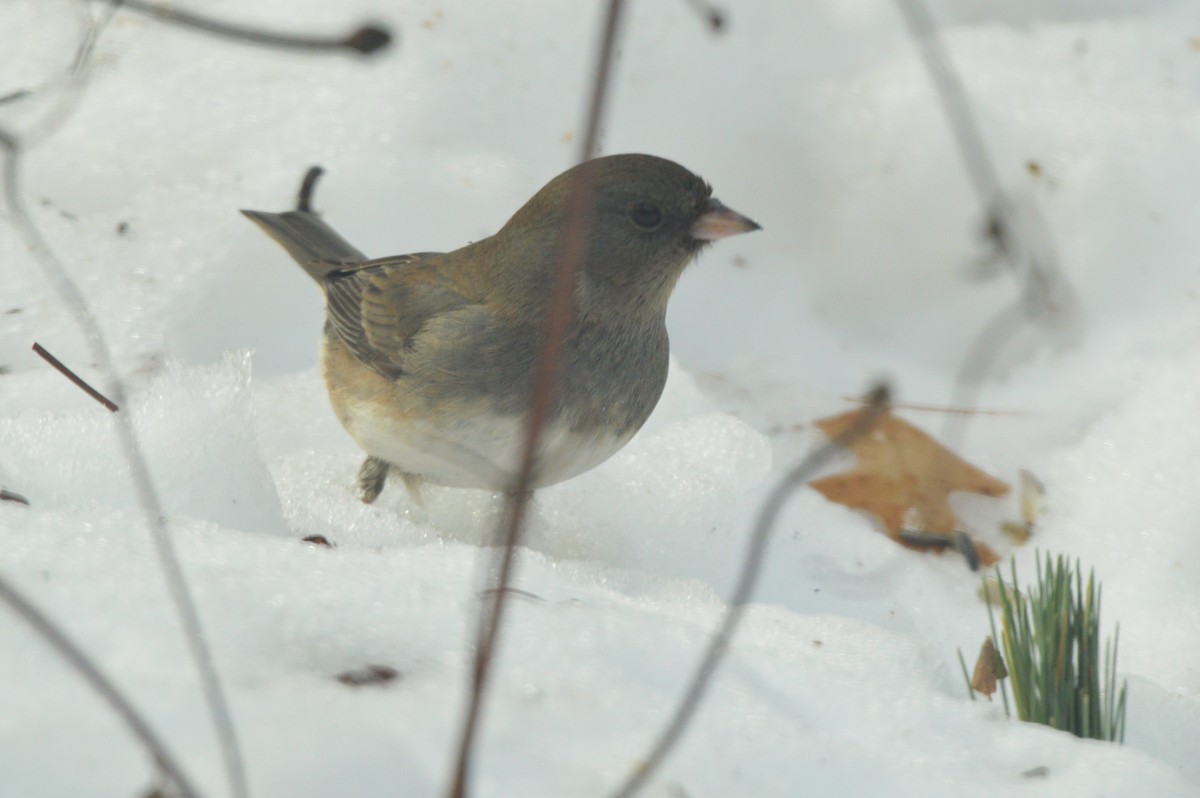 Junco Ojioscuro - ML650652446
