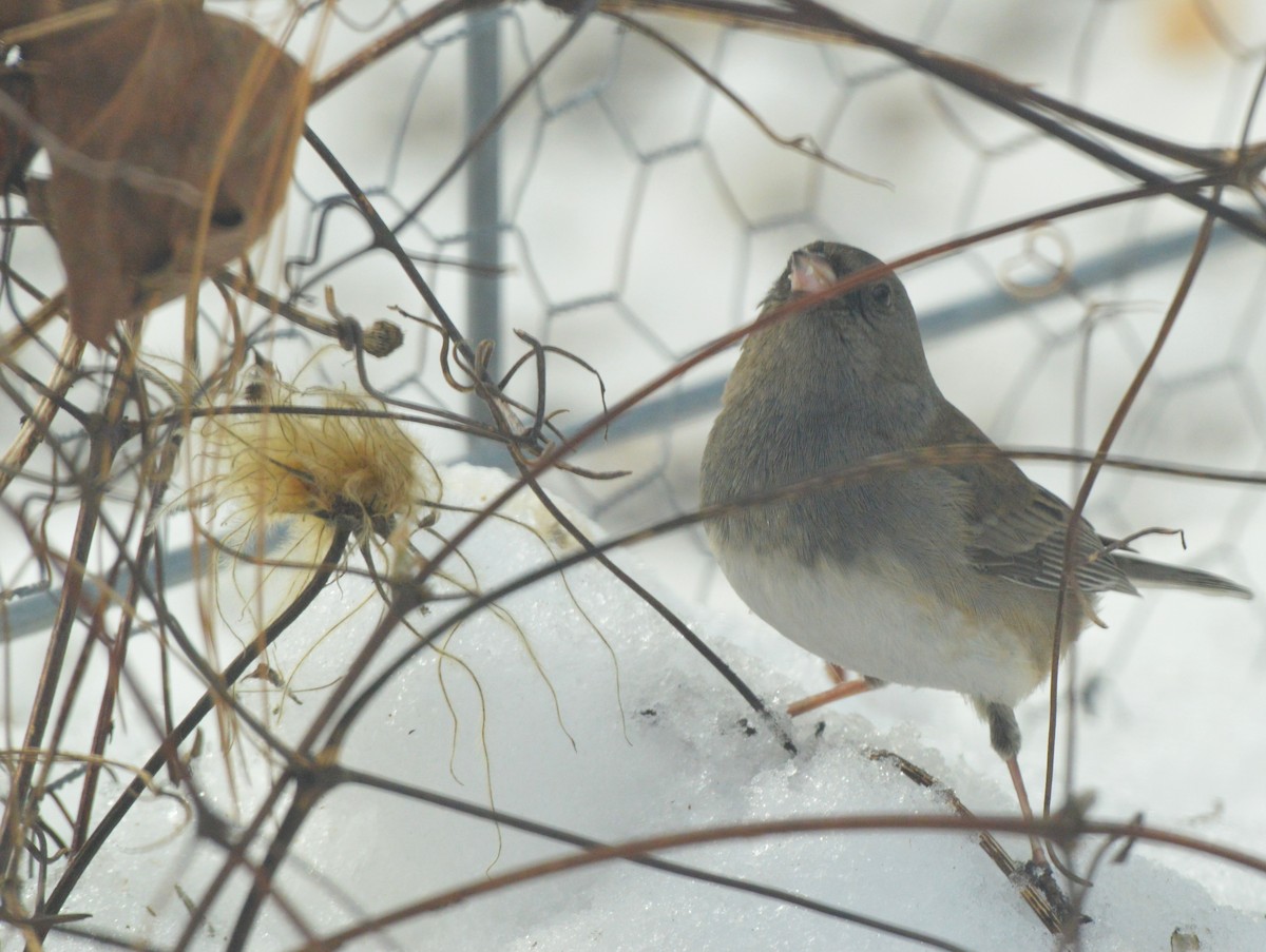 Junco Ojioscuro - ML650652449