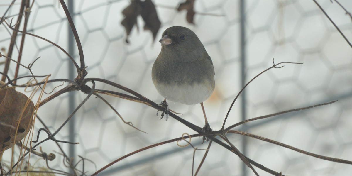 Junco Ojioscuro - ML650652451