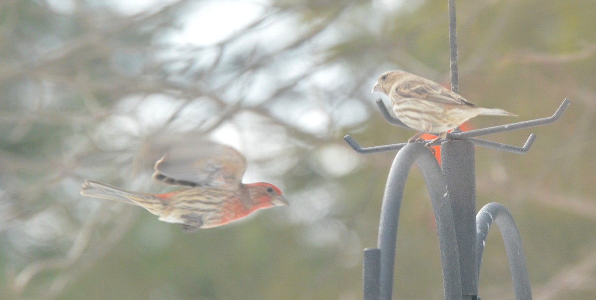 Camachuelo Mexicano - ML650652505