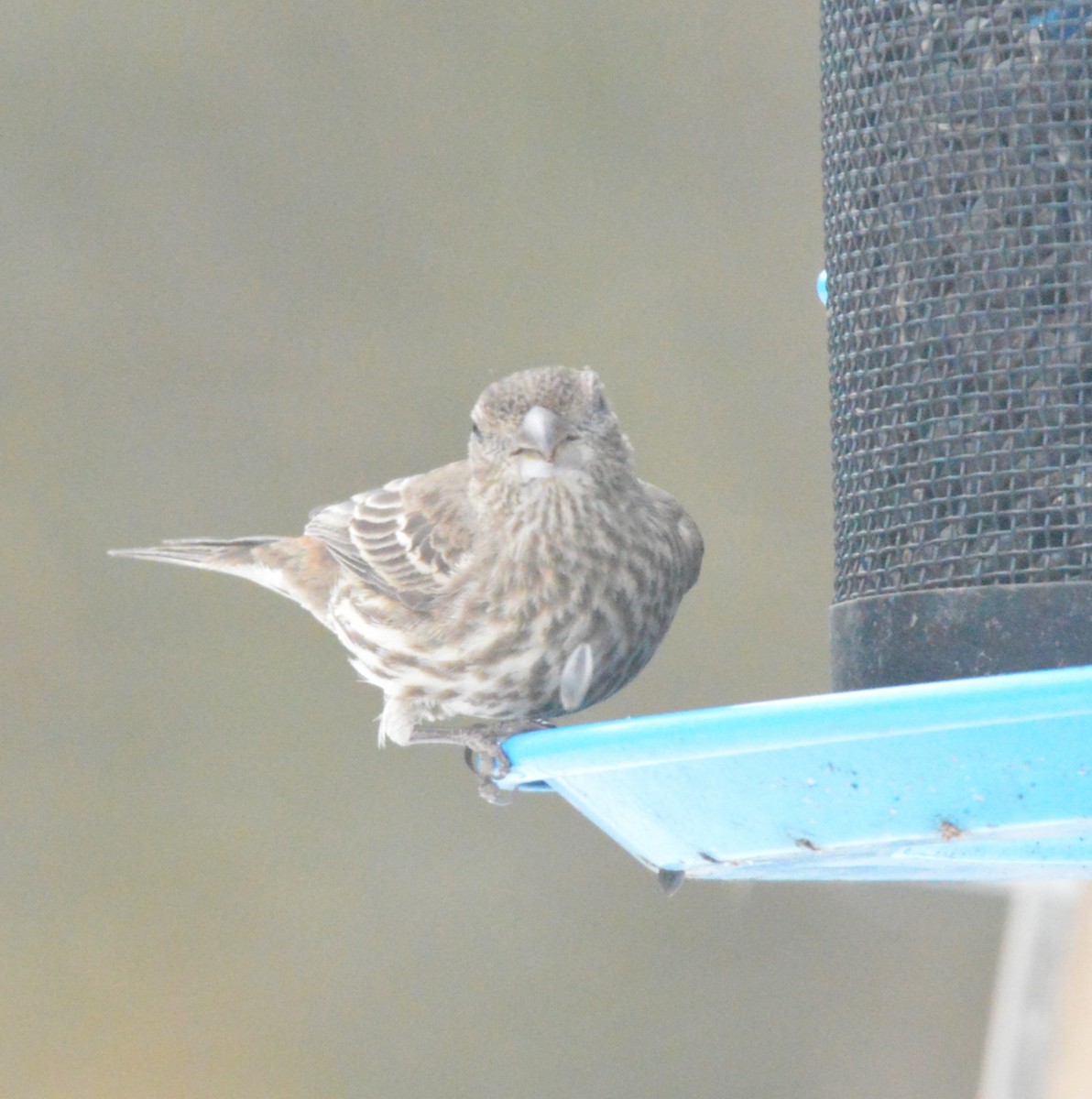 Camachuelo Mexicano - ML650652506