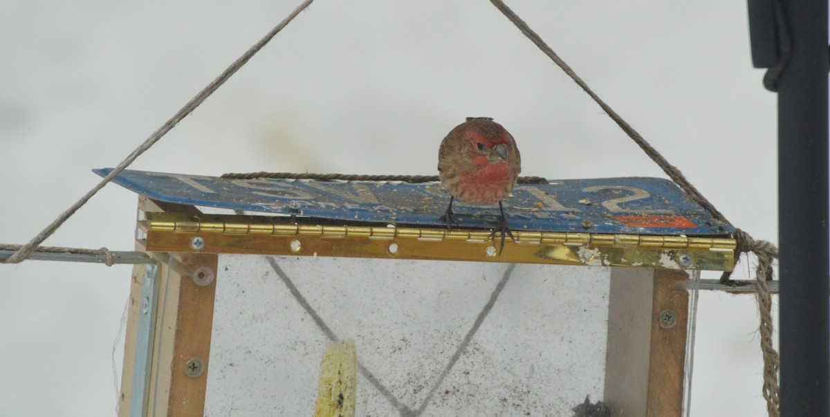 Camachuelo Mexicano - ML650652507