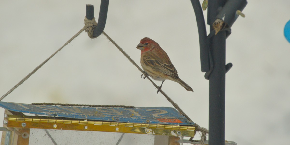 Camachuelo Mexicano - ML650652508