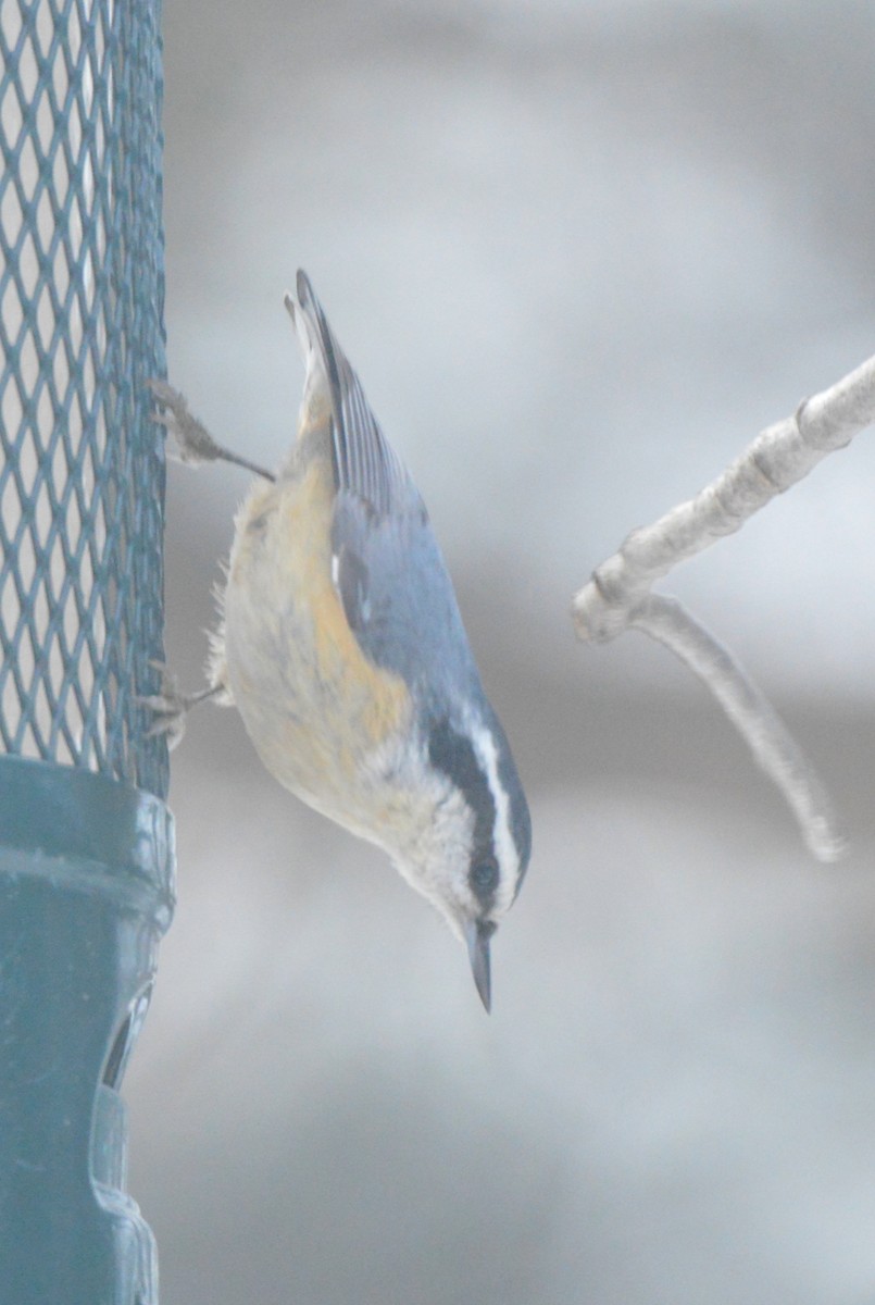 Trepador Canadiense - ML650652552