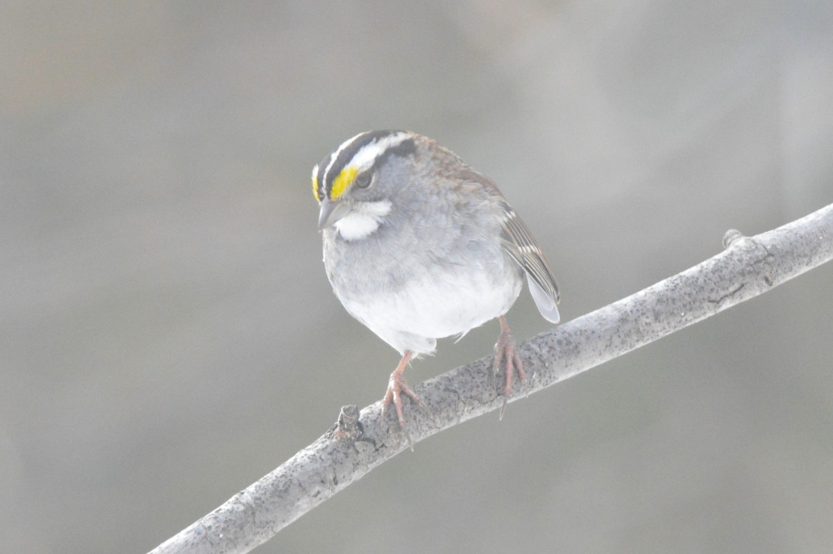 Chingolo Gorjiblanco - ML650652565