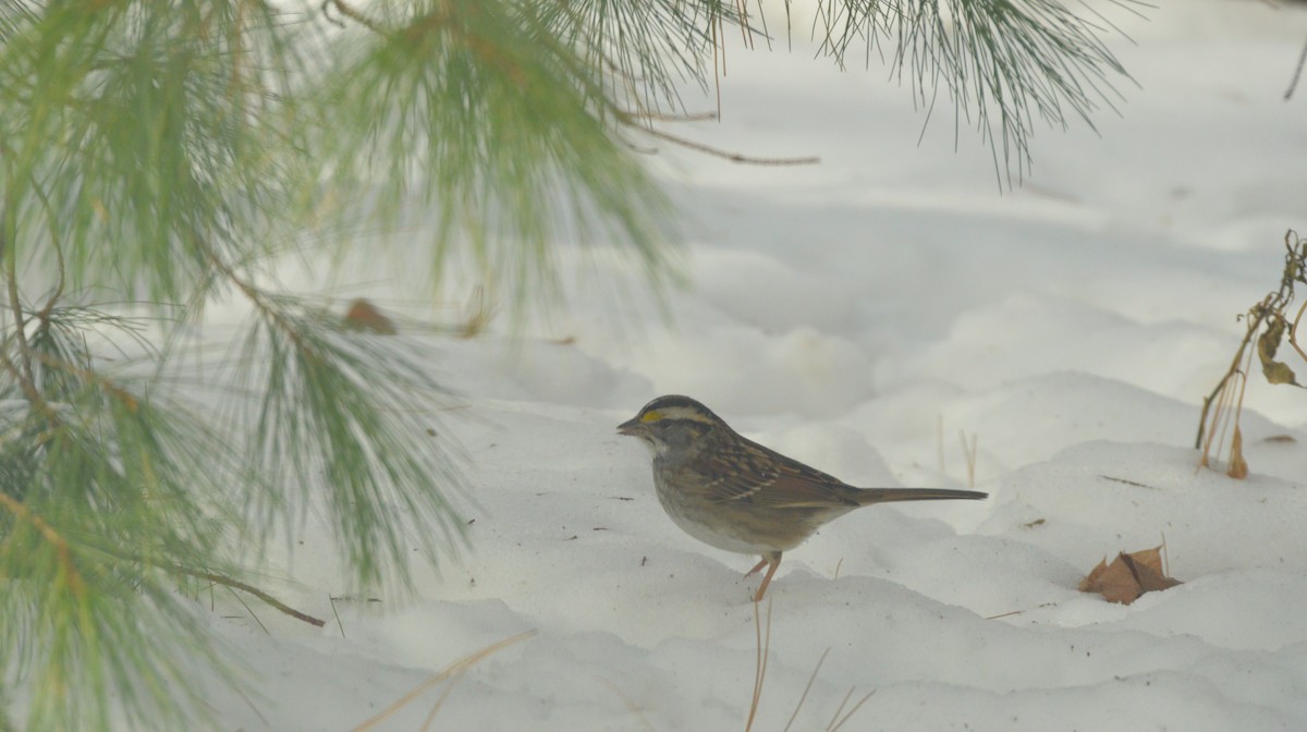 Chingolo Gorjiblanco - ML650652566