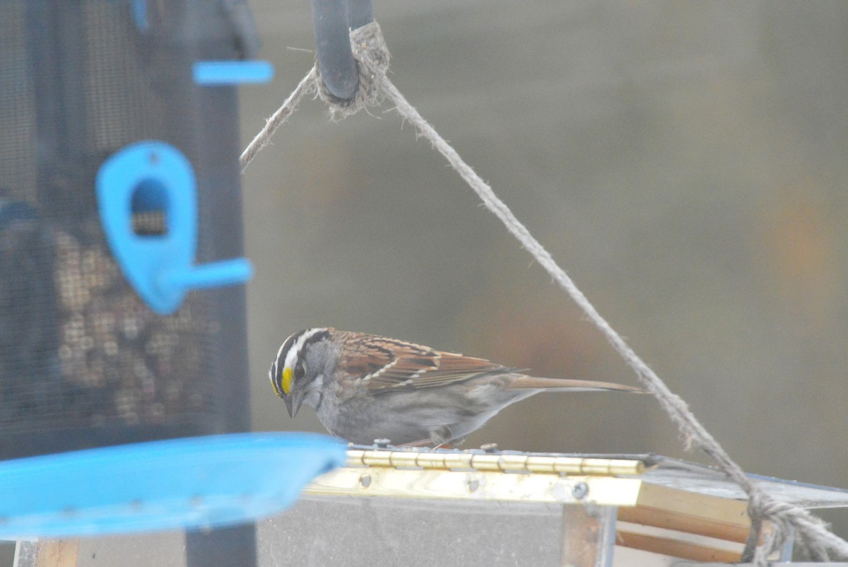 Chingolo Gorjiblanco - ML650652567