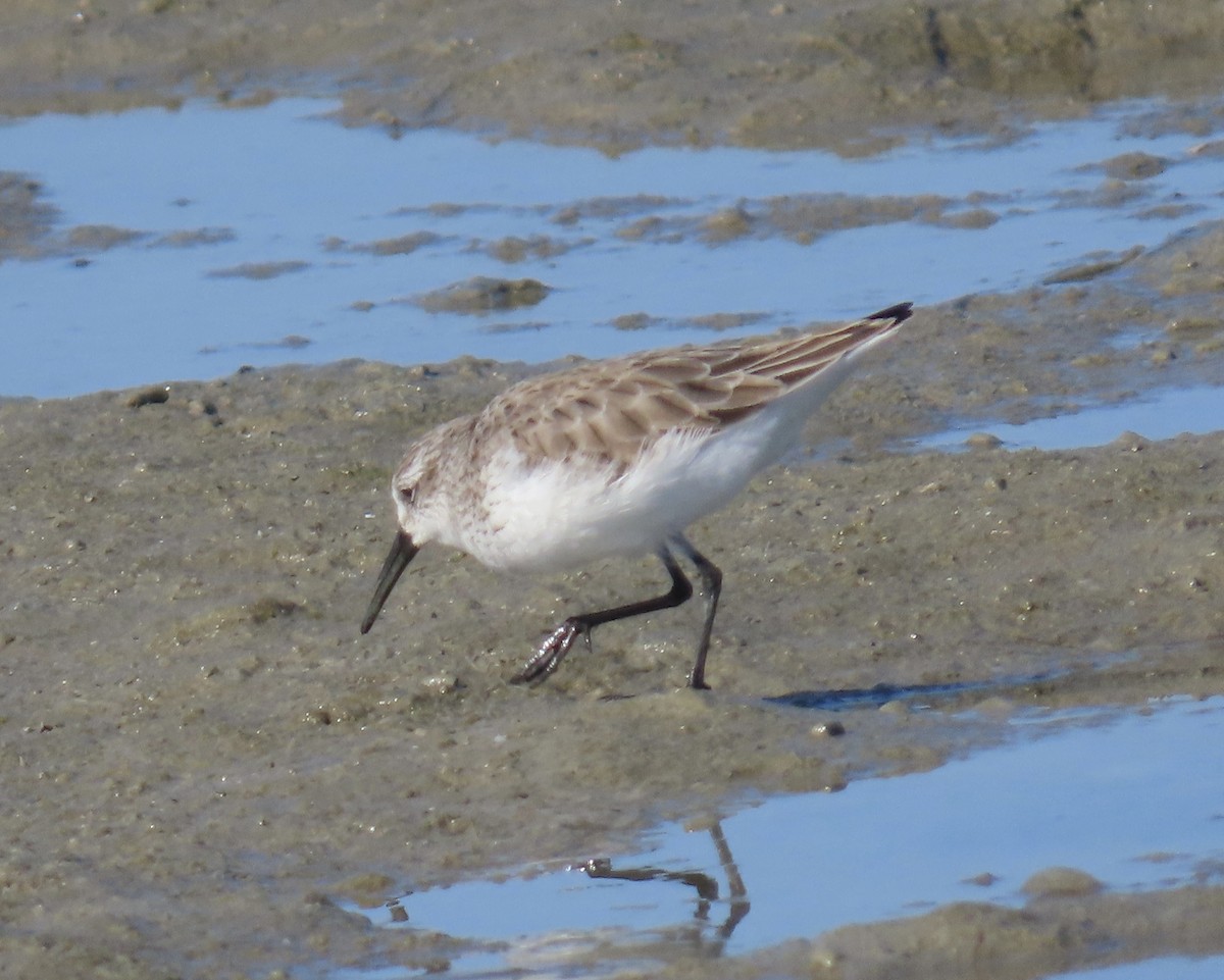 Bergstrandläufer - ML650652689