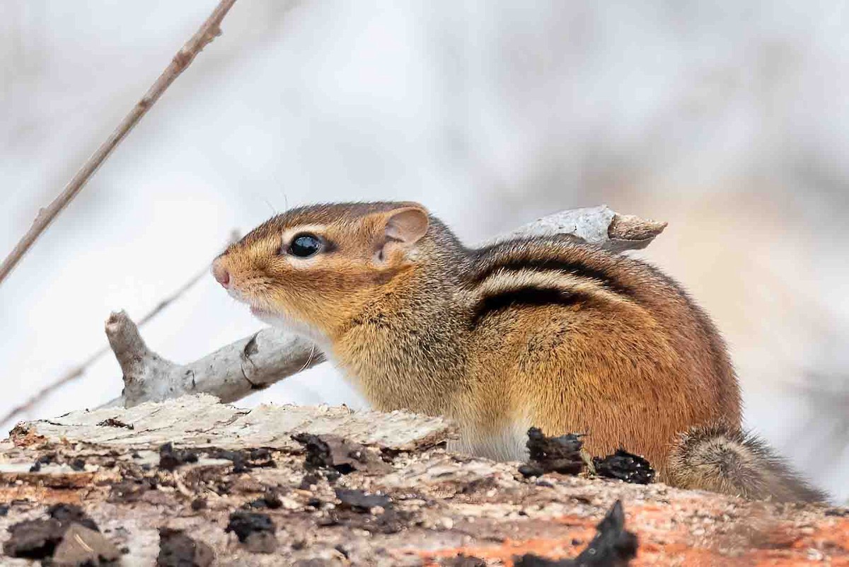 Eastern Chipmunk - ML650652736