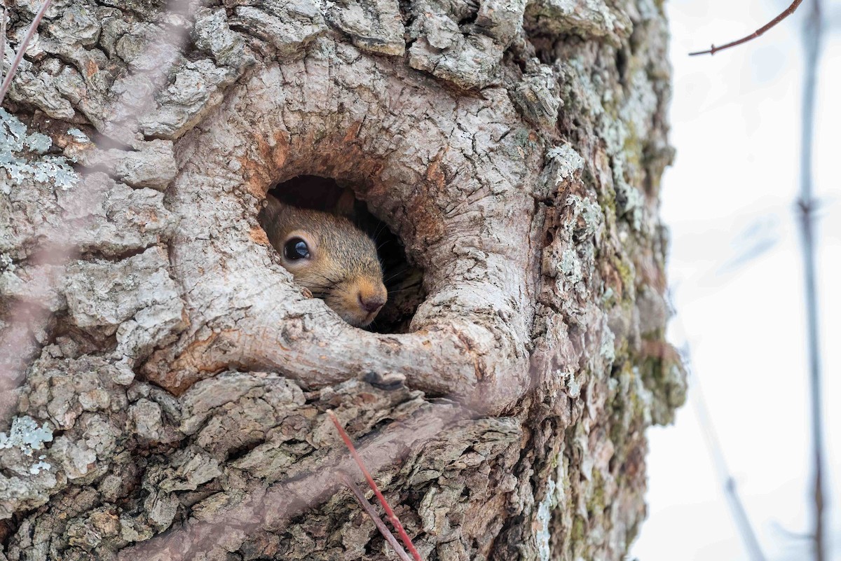 Eastern Gray Squirrel - ML650652740