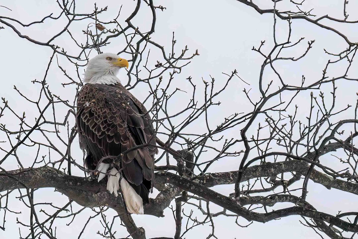 orel bělohlavý - ML650652789