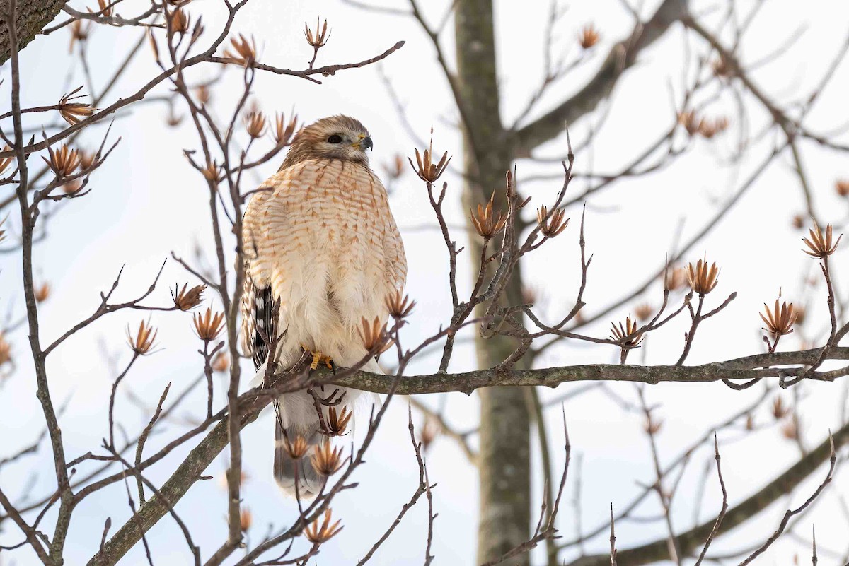 káně páskovaná - ML650652813