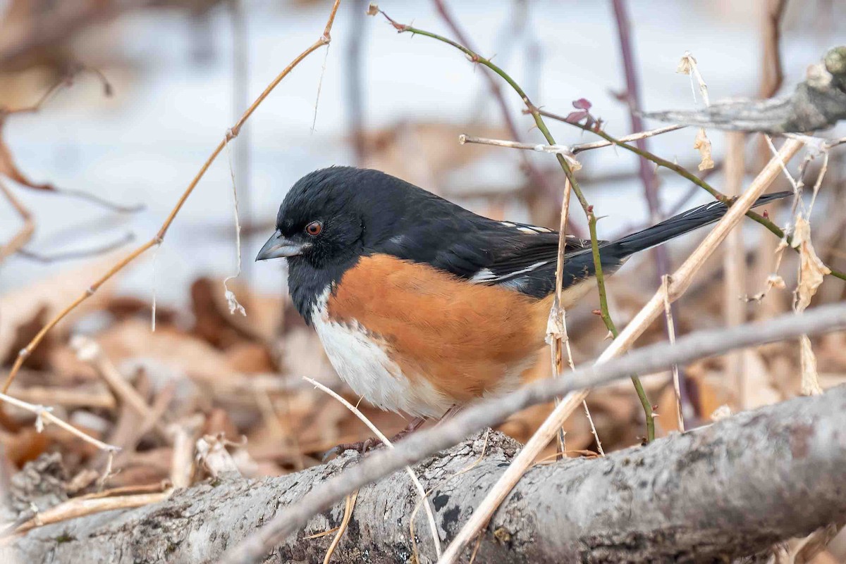 pipilo rudooký - ML650652838