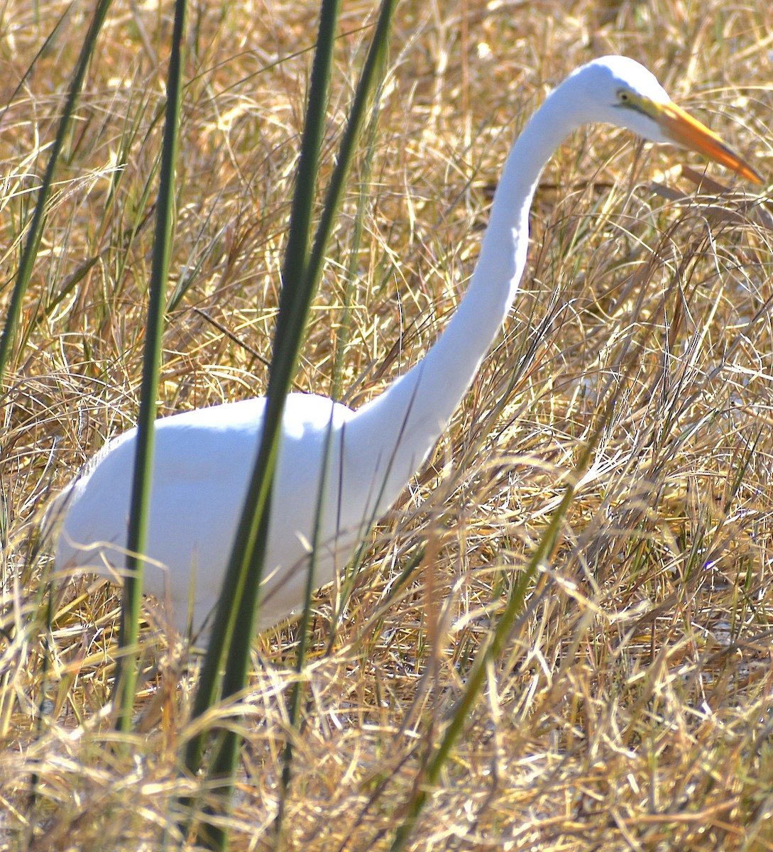 Great Egret - ML650653368
