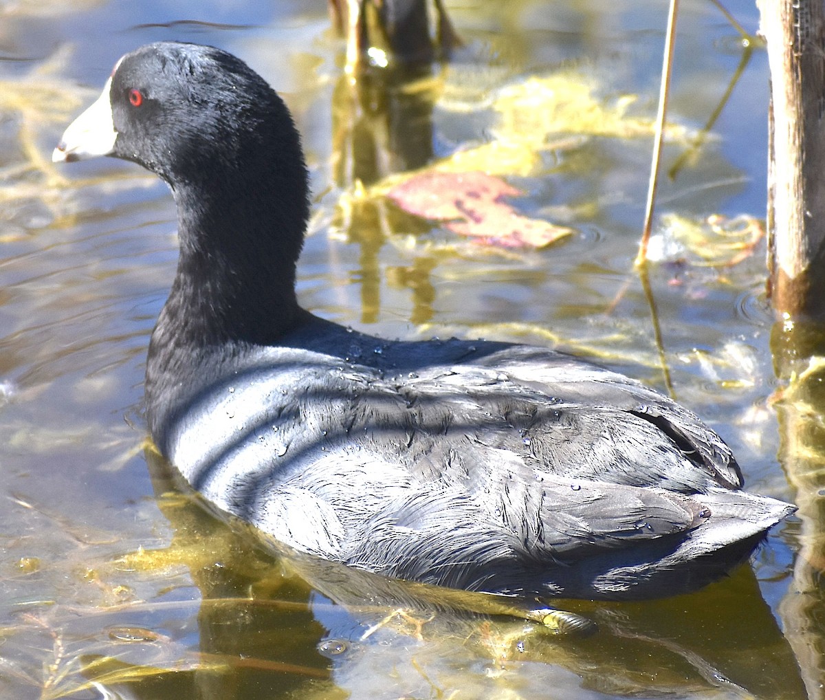 American Coot - ML650653382