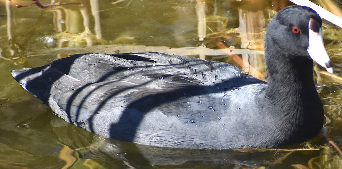 American Coot - ML650653389