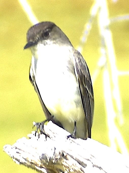 Eastern Phoebe - ML650653402
