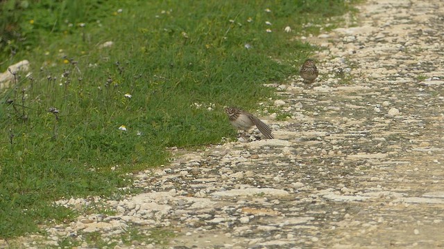 עפרונן גמדי - ML650653673