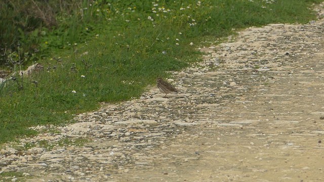 עפרונן גמדי - ML650653678